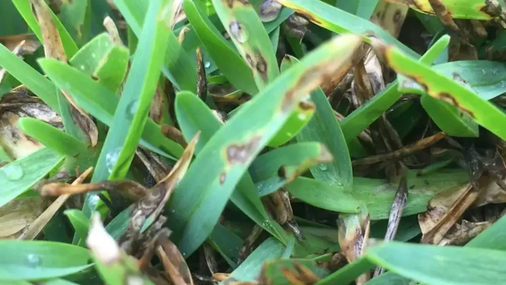 Curvularia: o que é e quais os cuidados para proteger o gramado?