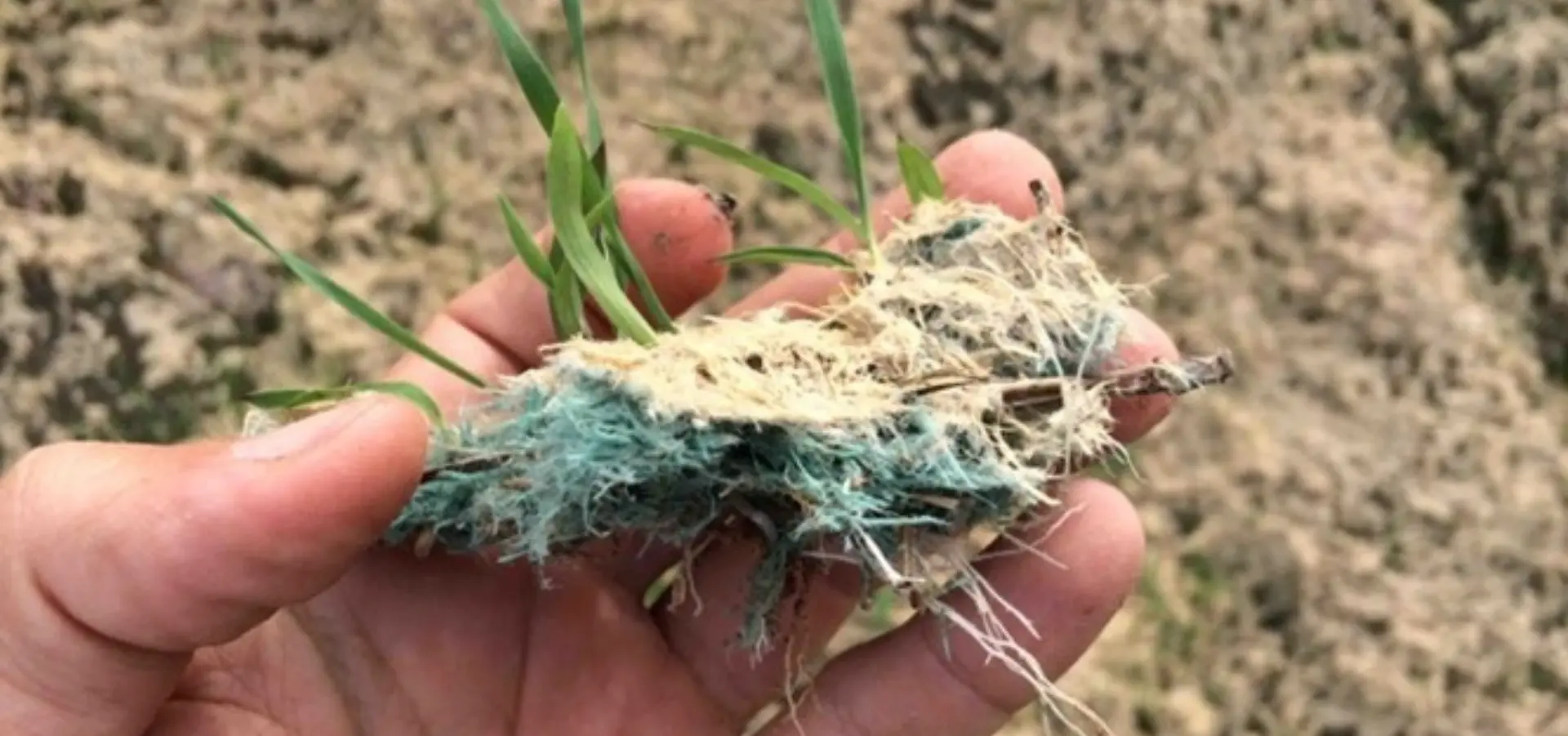 Mão segurando uma pequena amostra de solo com mulch fibra de madeira e sementes germinando Hidrossemeadura