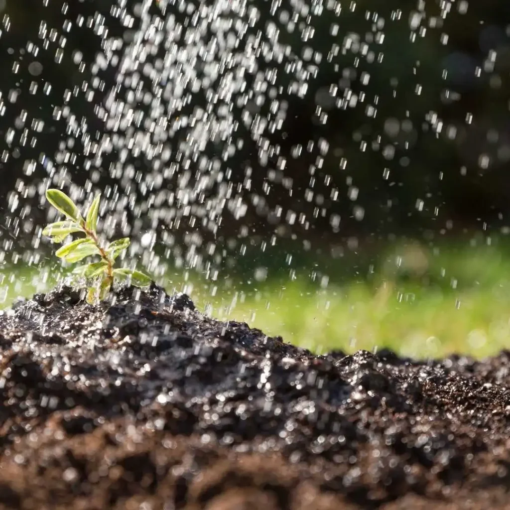 Água de irrigação caindo sobre uma plantinha recém germinada.